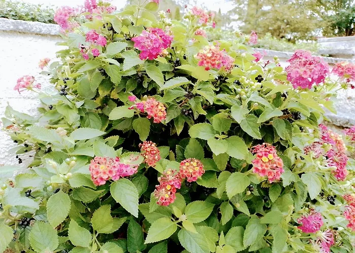 شقة Casa Dos Quatro Irmaos